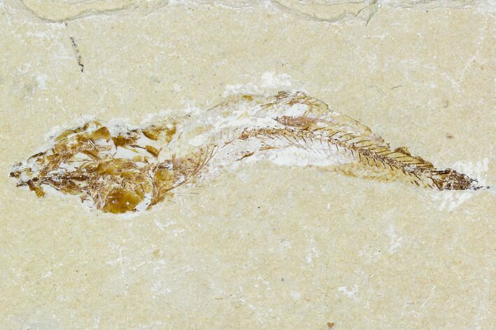 Cretaceous Fossil Fish (Charitopsis) - Lebanon #111677